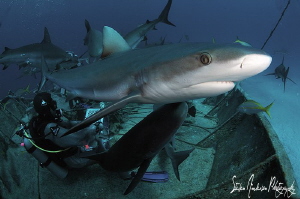 Just passing thru - Reef Sharks in and out they swam duri... by Steven Anderson 